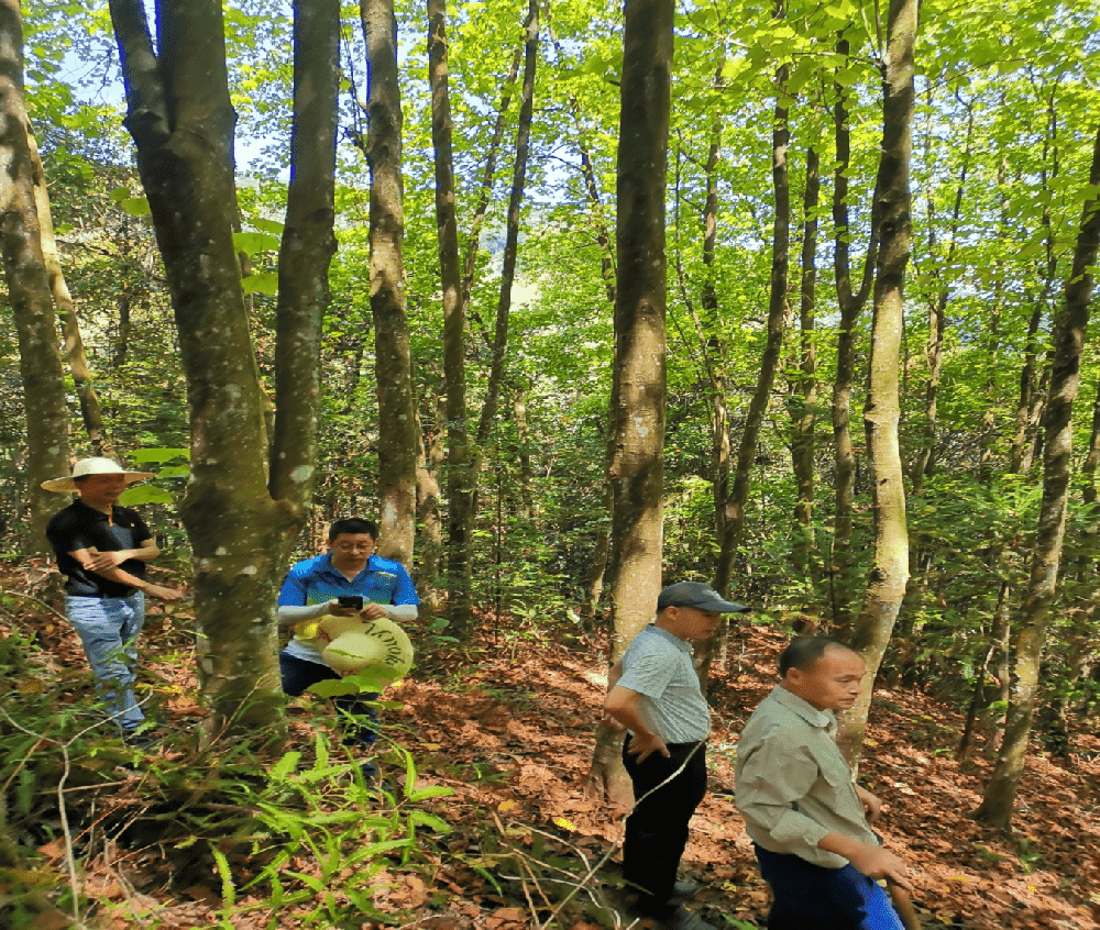省種苗總站站長藍(lán)賀勝一行到公司調(diào)研 種源林建設(shè)情況