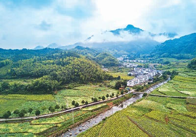 林票就是“搖錢樹”