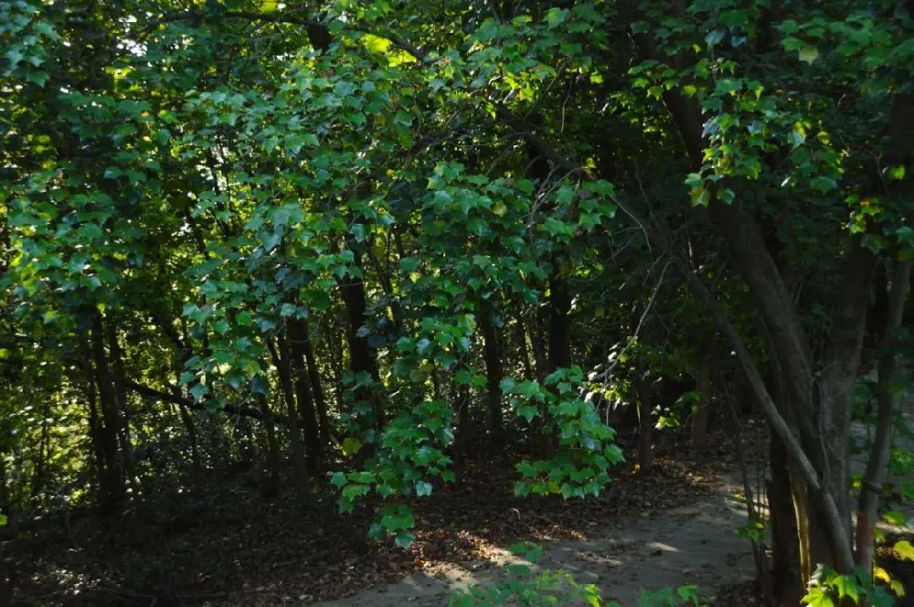 中林植物志丨長滿“鶴掌”的樹——米老排