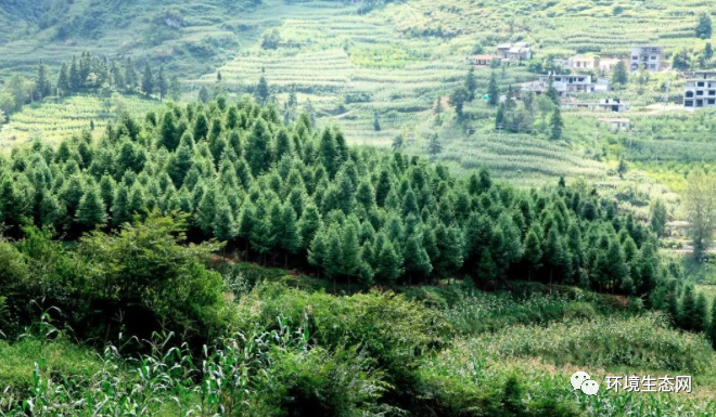 學(xué)術(shù)科普 | 生態(tài)保護(hù)修復(fù)有助于碳中和