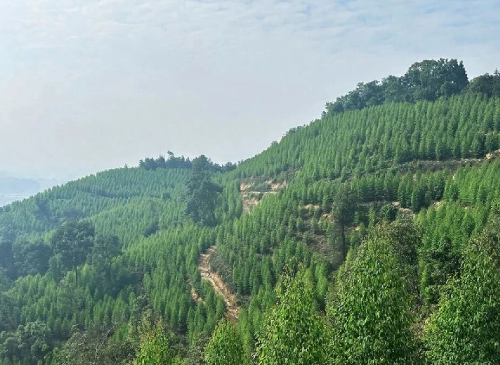 以奮斗之姿，書寫綠美畫卷