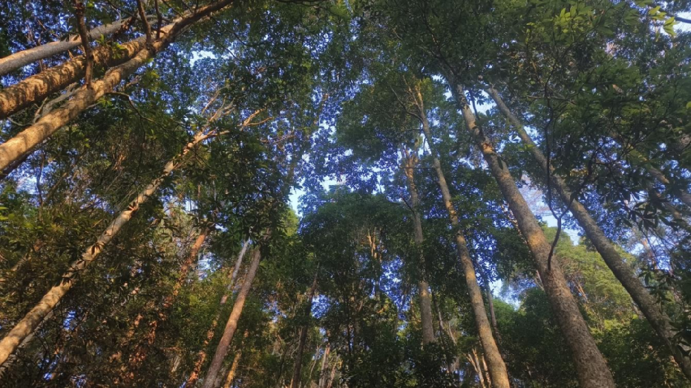 《林木科普》第三期：看一縷楠香，如何穿越歷史煙云，訴說(shuō)人與森林共生的智慧與責(zé)任